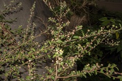 Sida rhombifolia