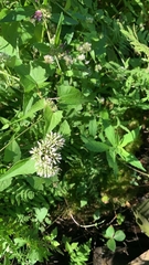 Mikania scandens