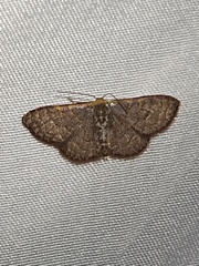 Leptostales pannaria