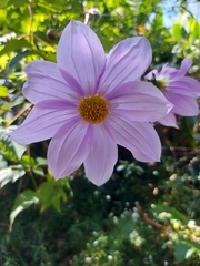 Dahlia imperialis
