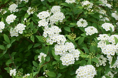 Spiraea cantoniensis