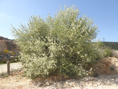 Prunus mahaleb