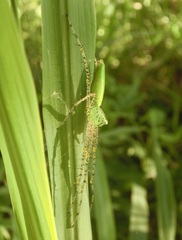 Peucetia formosensis