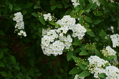 Spiraea cantoniensis