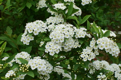 Spiraea cantoniensis