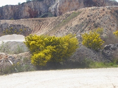 Coronilla valentina glauca