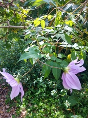 Dahlia imperialis