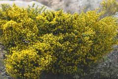 Coronilla valentina glauca