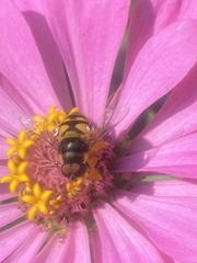 Eristalis transversa