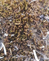Didymodon icmadophilus