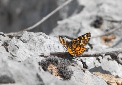 Eurranthis plummistaria