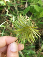 Cyperus strigosus