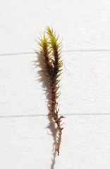 Didymodon icmadophilus