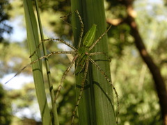 Peucetia formosensis
