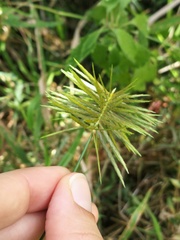 Cyperus strigosus