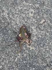 Lithobates catesbeianus