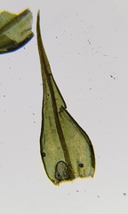 Didymodon icmadophilus