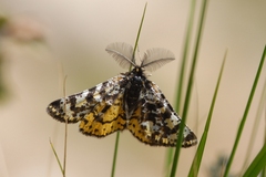 Eurranthis plummistaria