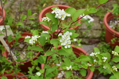 Cotoneaster submultiflorus