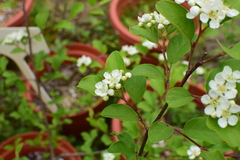 Cotoneaster submultiflorus