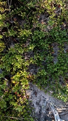 Arctostaphylos uva-ursi