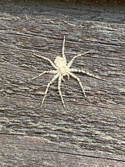 Philodromidae