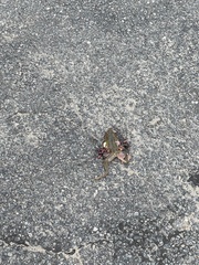 Lithobates catesbeianus