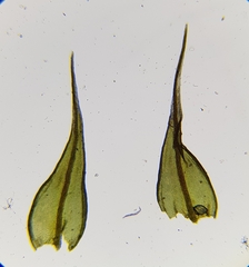 Didymodon icmadophilus