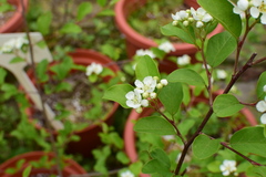 Cotoneaster submultiflorus
