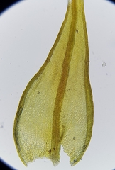Didymodon icmadophilus