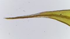 Didymodon icmadophilus