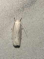 Antaeotricha albulella
