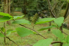 Fortunearia sinensis