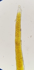 Didymodon icmadophilus
