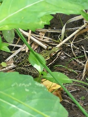 Lithobates kauffeldi
