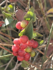 Smilax aspera