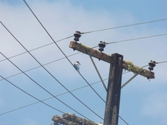 Todiramphus sanctus vagans