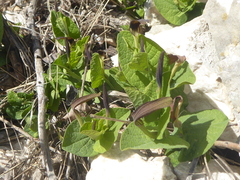 Aristolochia rotunda