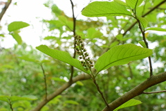 Fortunearia sinensis