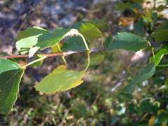 Betulaceae