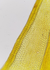 Didymodon icmadophilus