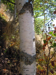 Betulaceae