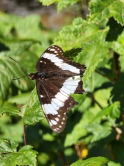 Limenitis weidemeyerii