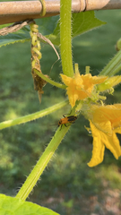 Chauliognathus pensylvanicus