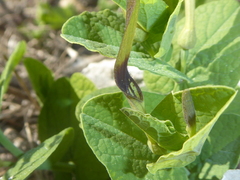 Aristolochia rotunda