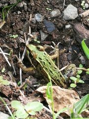 Lithobates kauffeldi