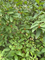 Lonicera