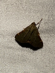 Hypsopygia binodulalis