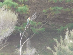 Platycercus eximius