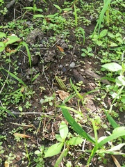 Lithobates kauffeldi